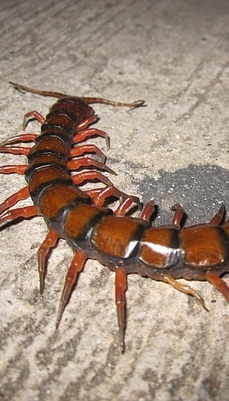 Latidos