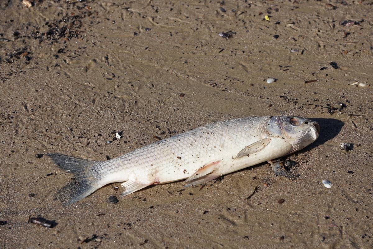 CARU advierte que pueden darse  episodios de mortandad de peces