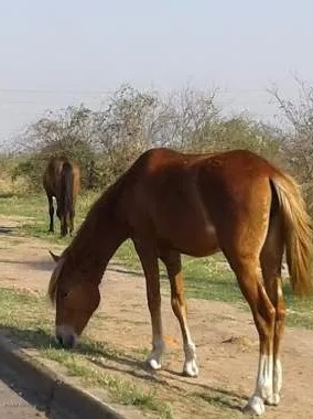 Latidos: Caballos sueltos y más…