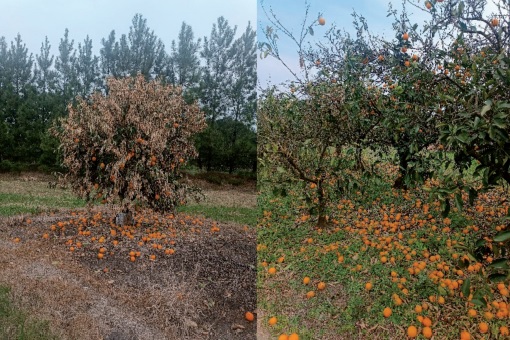 Heladas devastadoras en Salto: cerca de 3.000 hectáreas de cítricos afectadas por temperaturas de hasta -6 grados