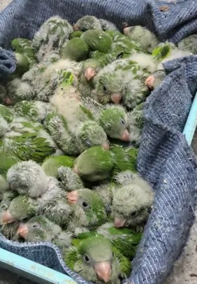 Latidos: Comercio de las aves y más…
