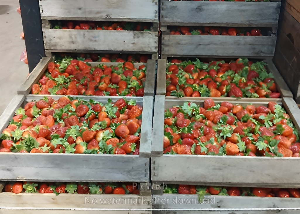 Frutilla: mayor oferta presiona a la baja los precios