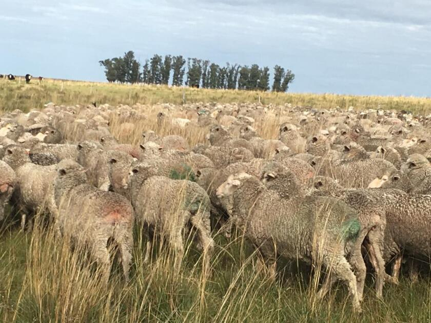 Control del Pietín en ovinos: una estrategia que reduce enfermedades y mejora la gestión