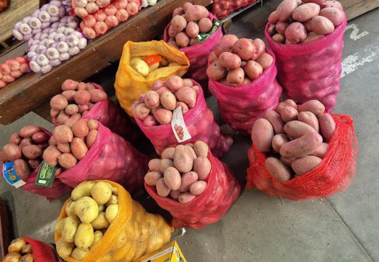 Aumenta 10% el área sembrada de papa