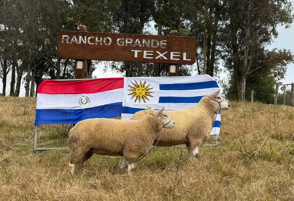 Genética Texel inglesa llega a Uruguay, desde Paraguay