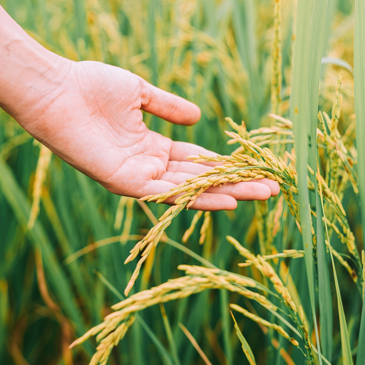 CONAB anunció compra de arroz para sostener los precios en Brasil