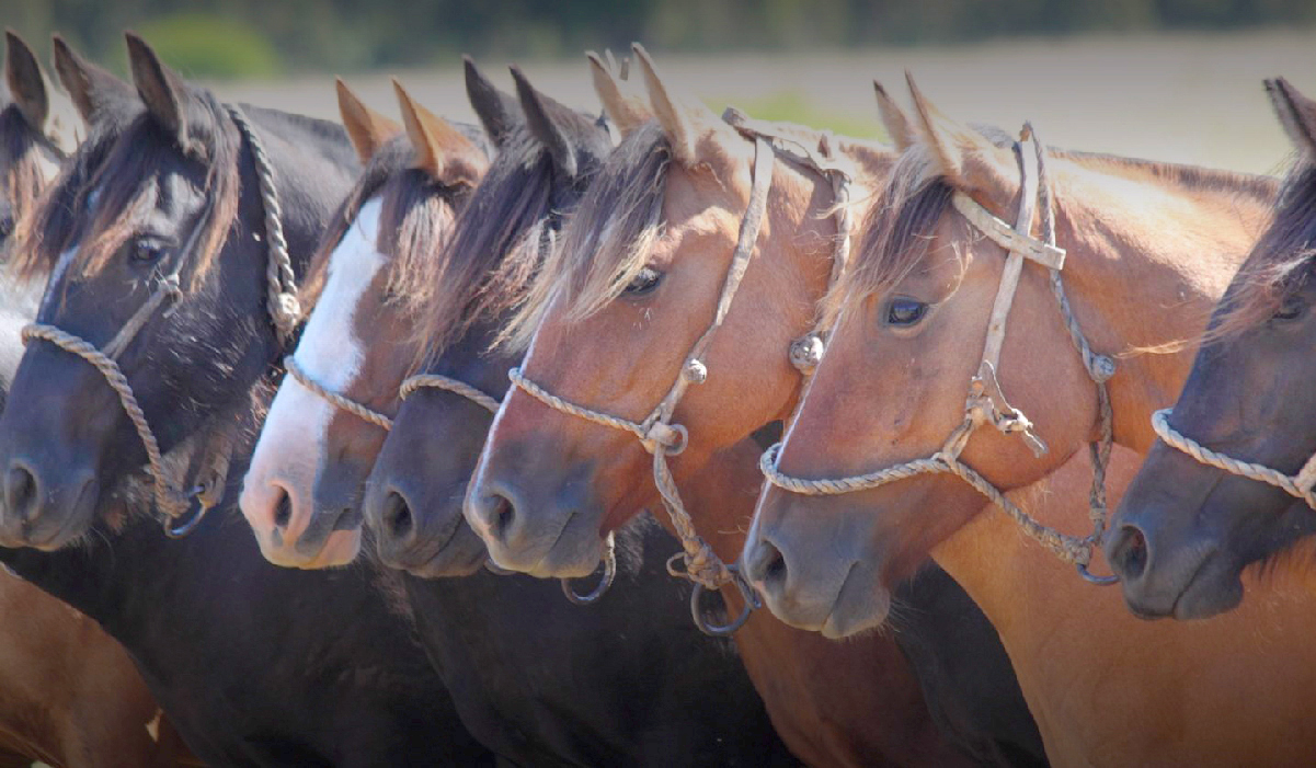 Ventas de caballos Criollos superan los 1,5 millones de dólares en el primer semestre de 2025