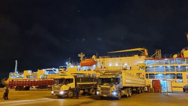 Exportación de vacunos en pie creció 25% en el ejercicio 24/25 impulsada por Turquía