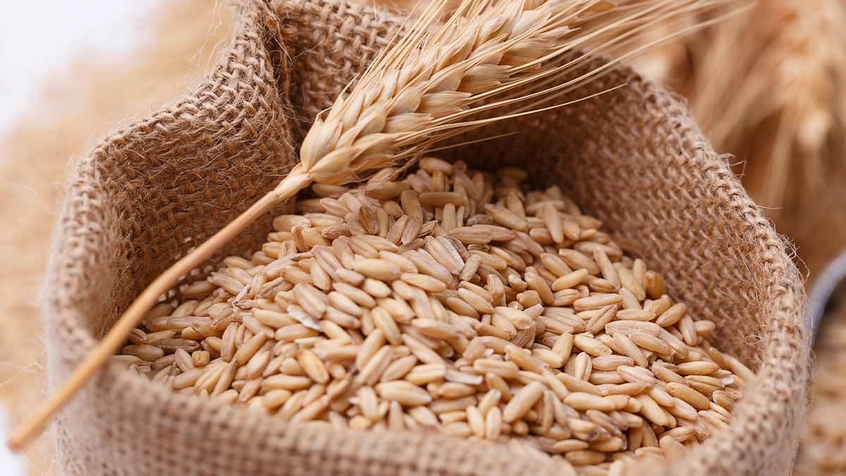 Producción de trigo será inferior a los 800 millones de toneladas