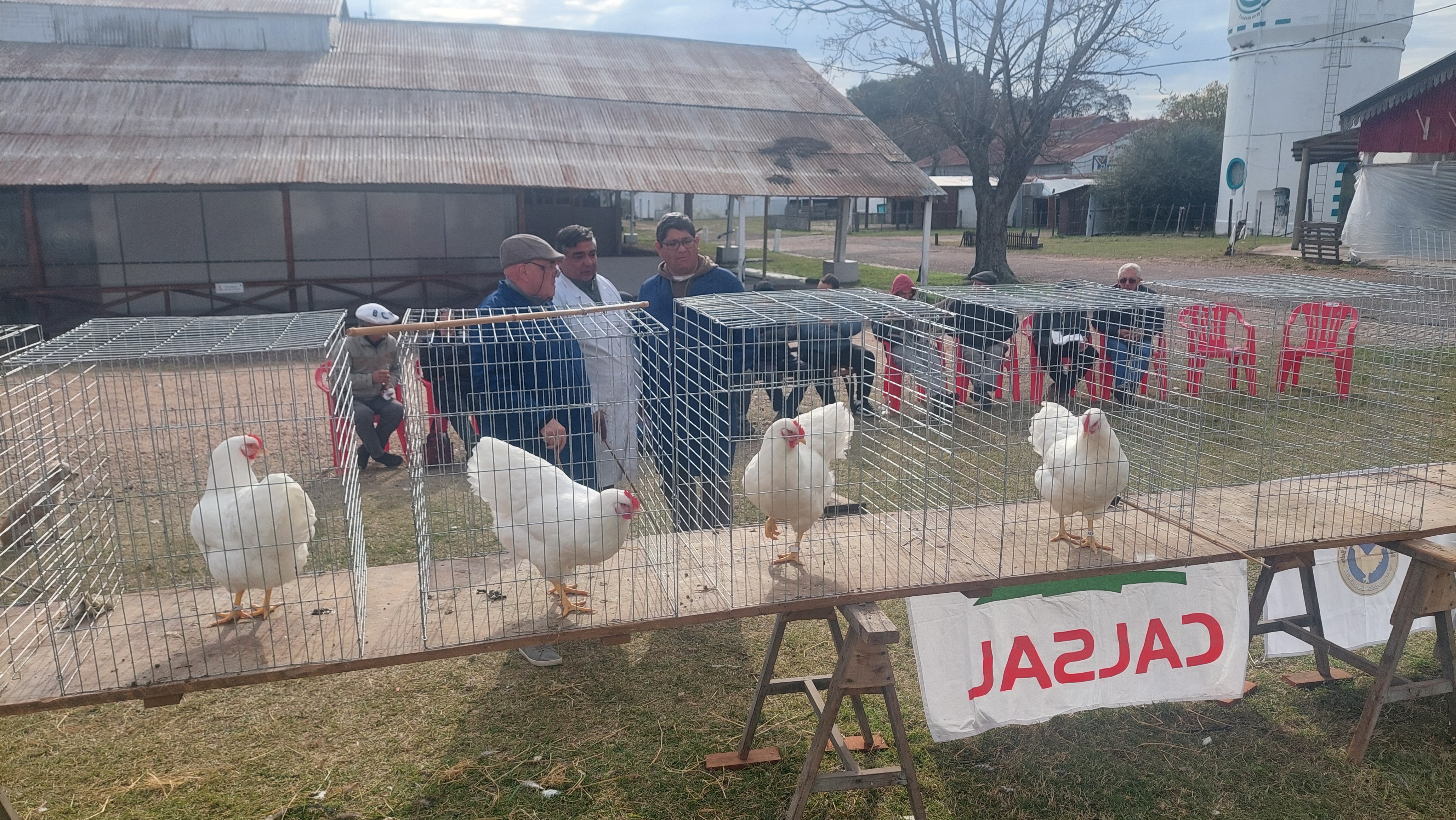 Definición de Grandes Campeones en la Expo Avícola