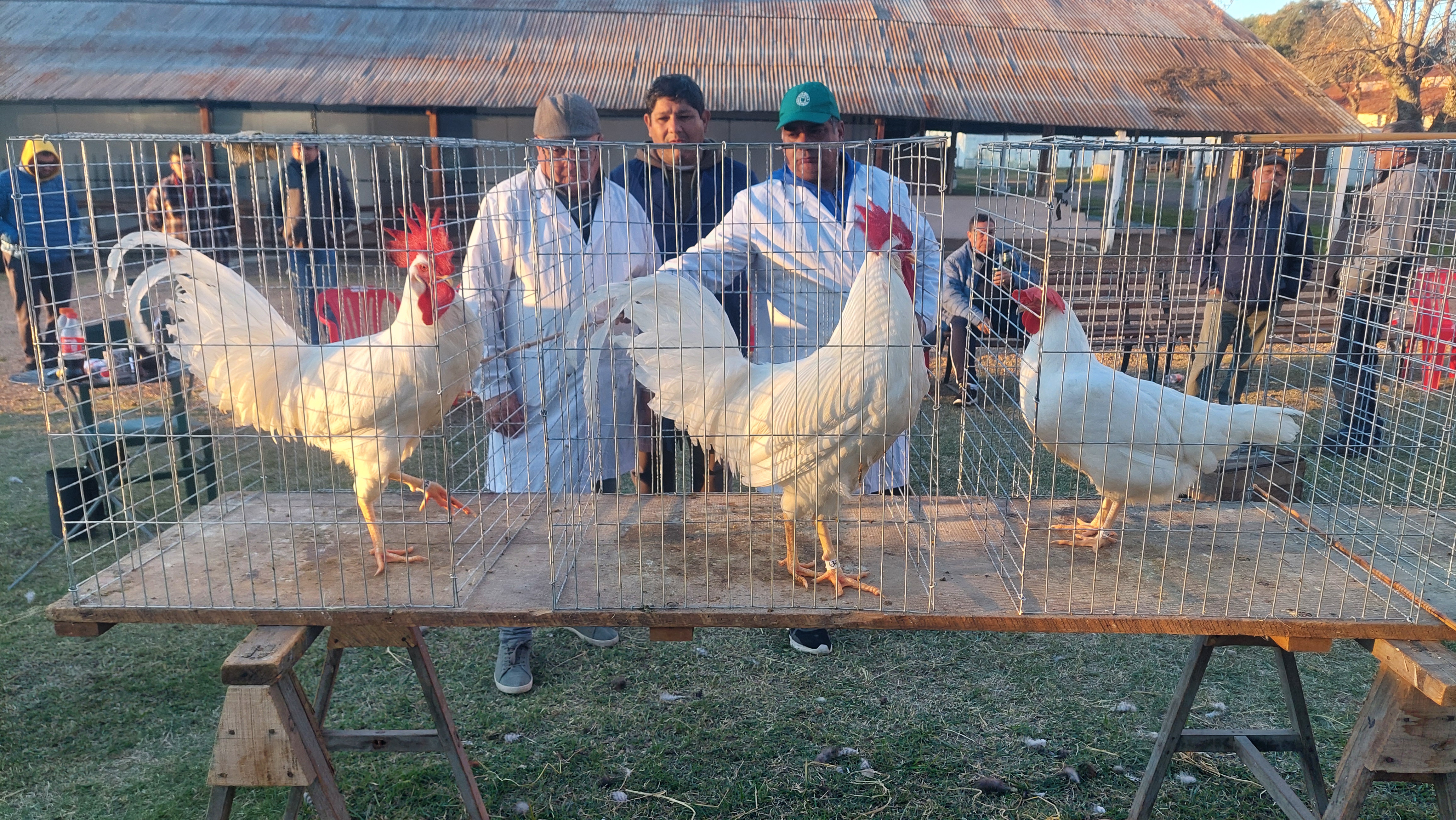 Ayer se juraron las razas con mayor cantidad de animales en la Expo Avícola
