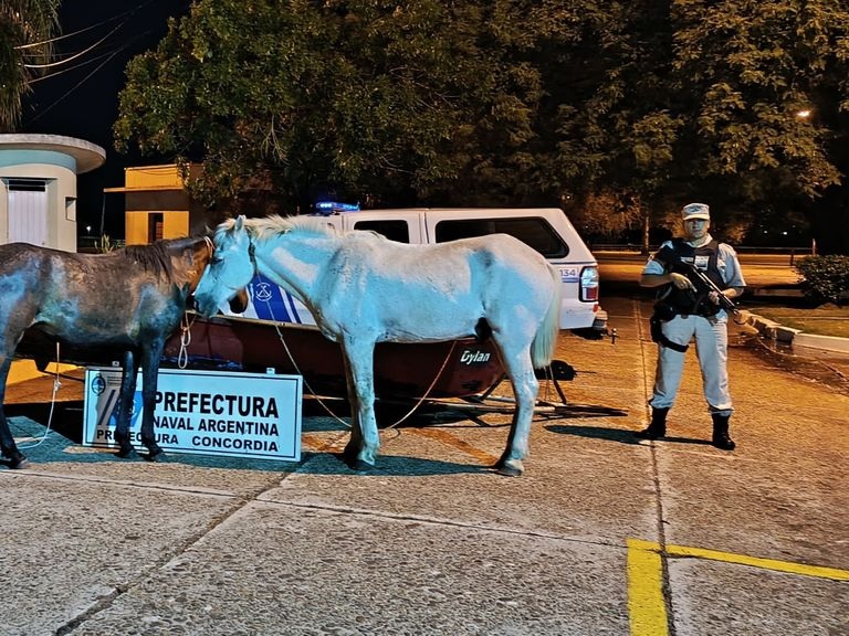 Atrapado cuando cruzaba el río Uruguay con dos caballos en bote