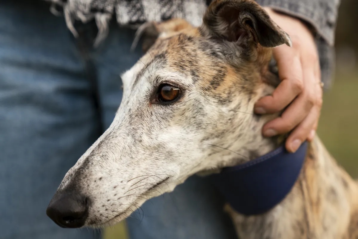 Siguen detectando casos de leishmania canina y exhortan a retomar medidas