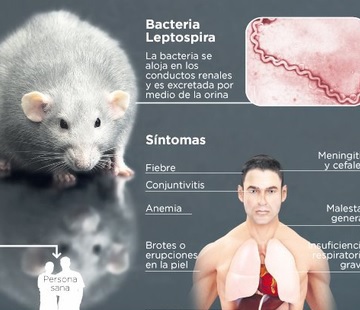 Un hombre estuvo internado por  leptospirosis y advierten medidas