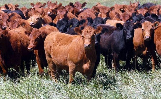 Precios del ganado a faena suben en todo el Mercosur