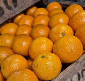 Mayor oferta de naranja Valencia en el mercado mayorista