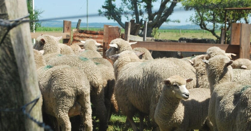 Faena ovina alcanzó 15.814 cabezas en la última semana