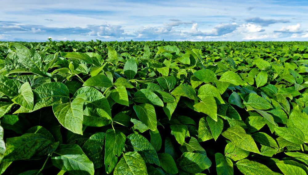 Enfermedades foliares de soja: la roya puede reducir hasta 50% la productividad
