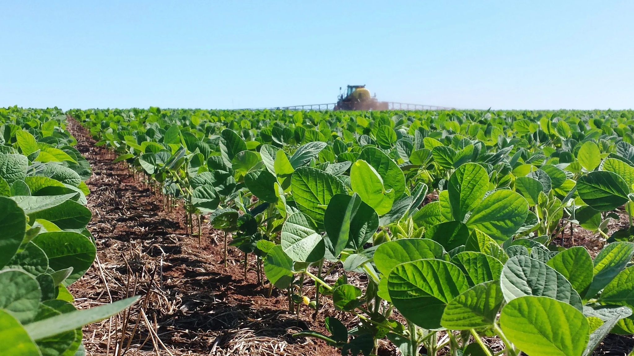 Costos de producción de la soja serán de US$ 1.100/ha