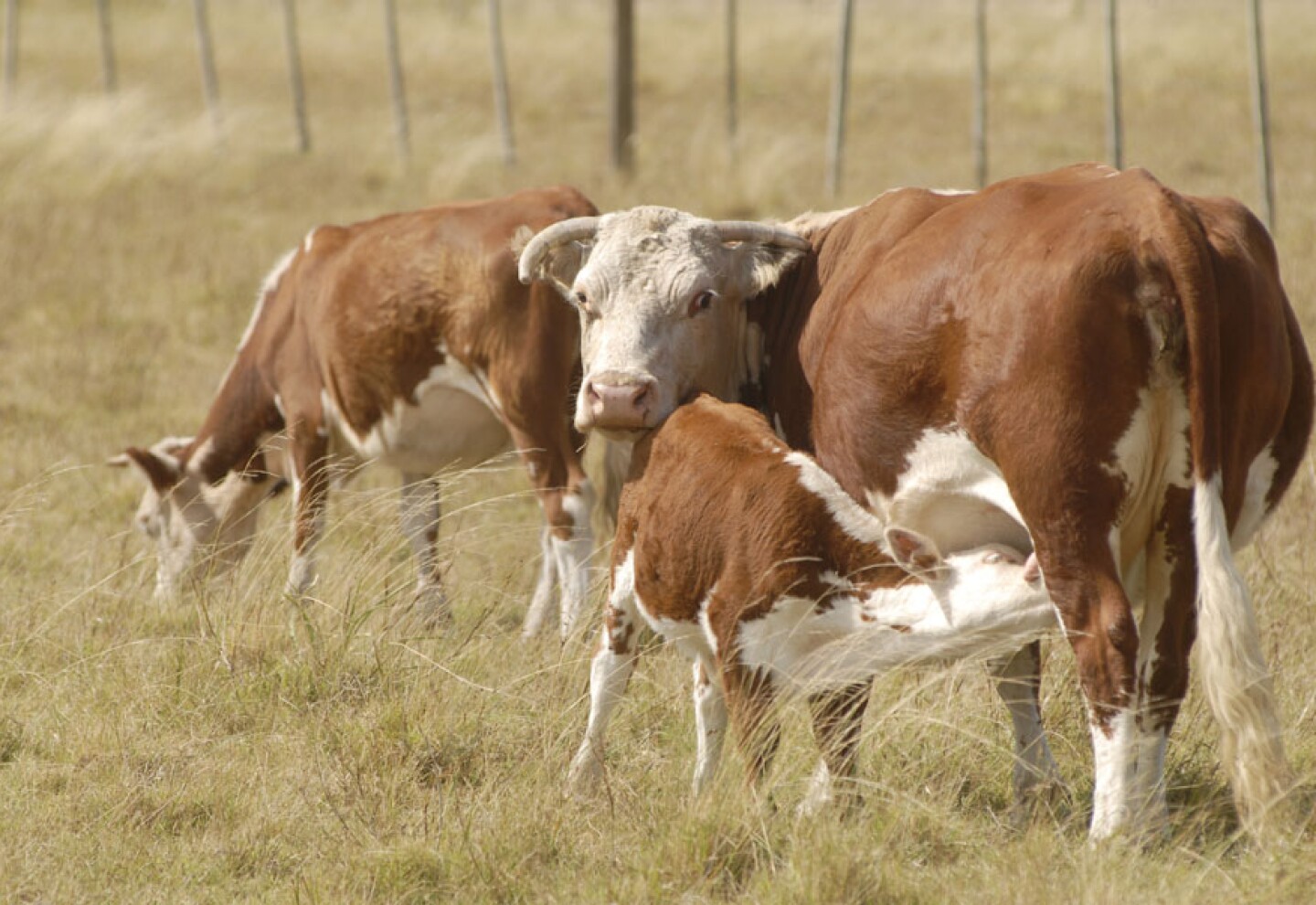 Vacas de cría están con condición corporal igual o superior a 4